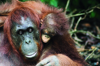 Erwachsenes Orang-Utan-Weibchen mit vermutlich ihrem Jungtier im Nationalpark Tanjung Puting, Indonesien.