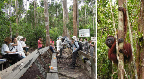 Beobachtung im Tanjung Puting Nationalpark